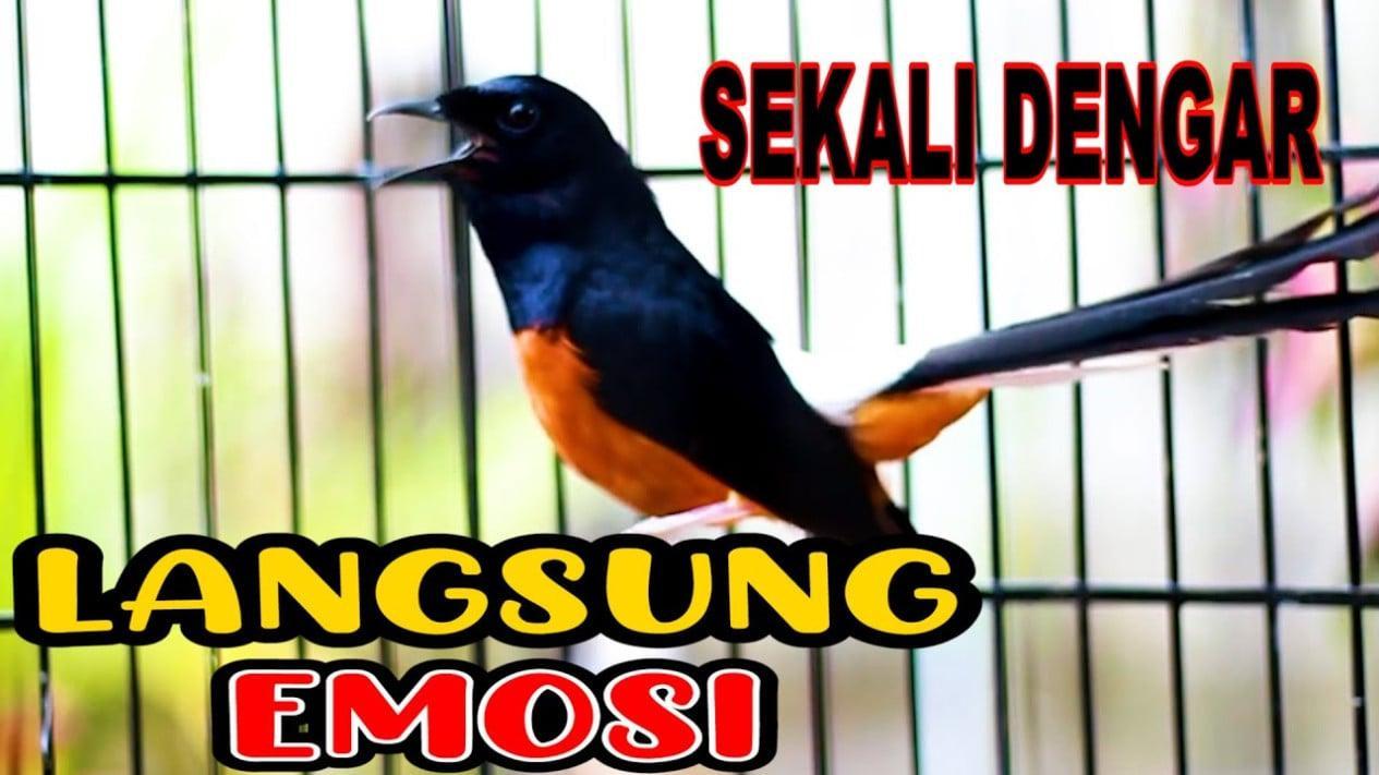 Daftar Gacor Populer: Tips dan Trik agar Burung Anda Semakin Bersuara Kencang