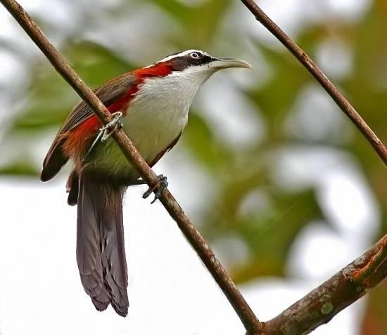 Daftar Gacor Uang Asli: Bukti Kehebatan Burung Anda!